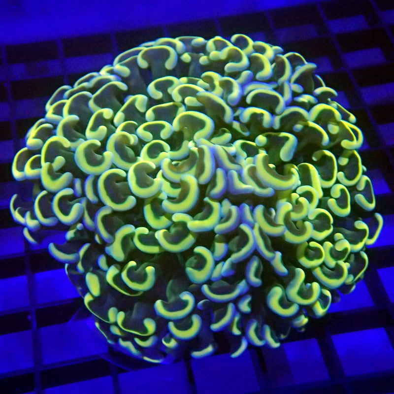 ULTRA Yellow & Blue Tip Malaysian Hammer WYSIWYG Hammer 1174