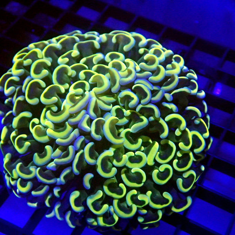 ULTRA Yellow & Blue Tip Malaysian Hammer WYSIWYG Hammer 1174