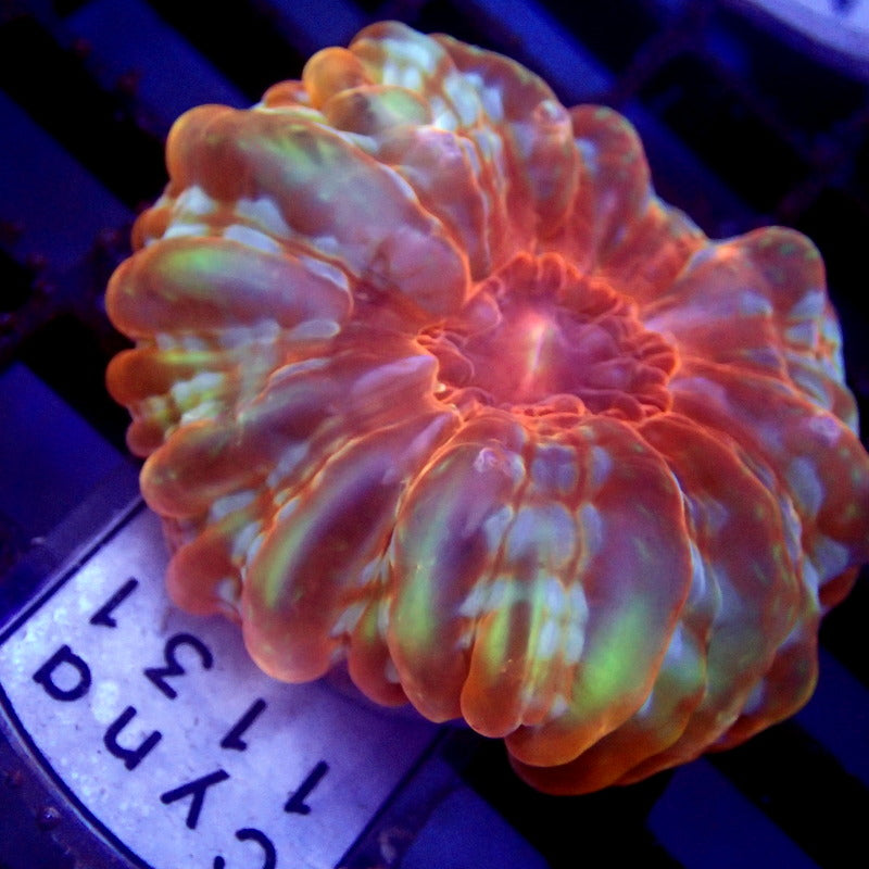 Ultra Cynarina Coral WYSIWYG Cyna 1131