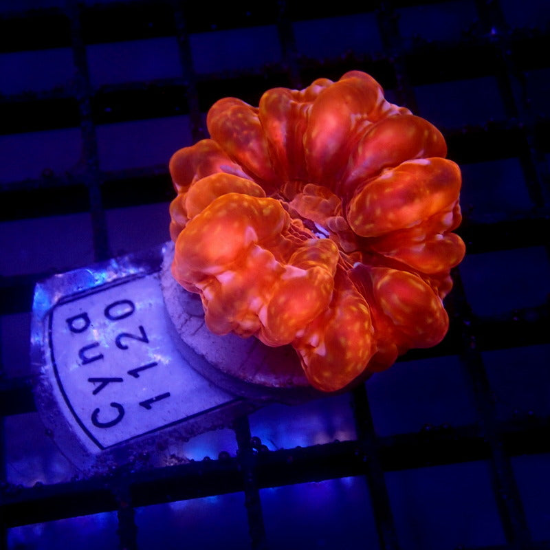 RED Cynarina Coral WYSIWYG Cyna 1120