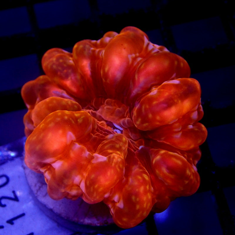 RED Cynarina Coral WYSIWYG Cyna 1120