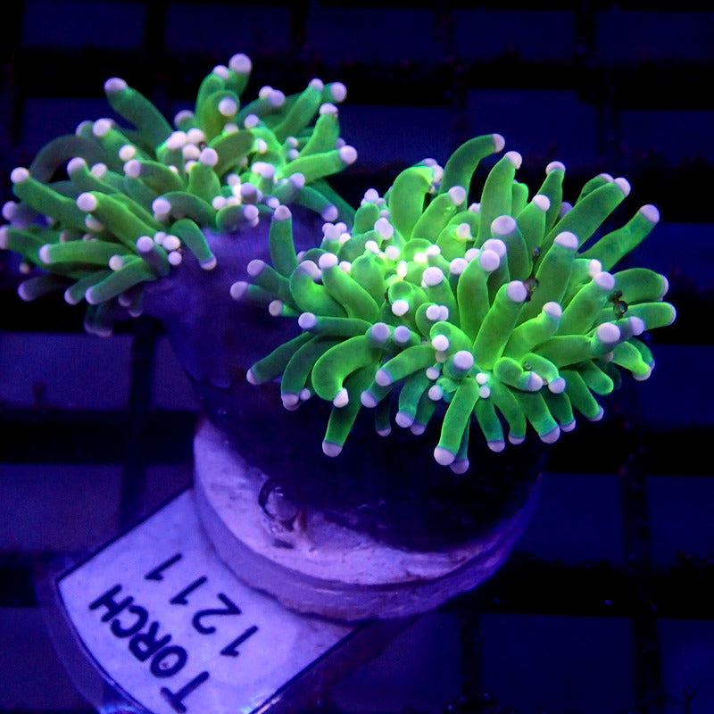 Neon Green Malaysian Torch Pink Tip WYSIWYG Torch 1211