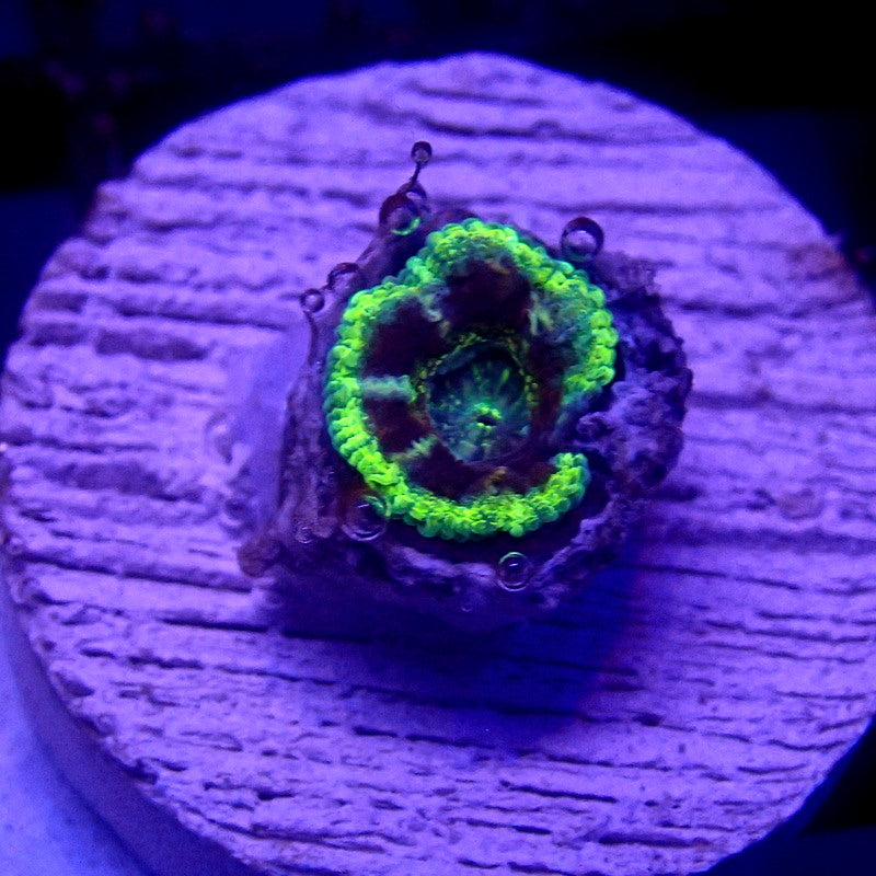 Asian Acan Single Head WYSIWYG Acan 1128