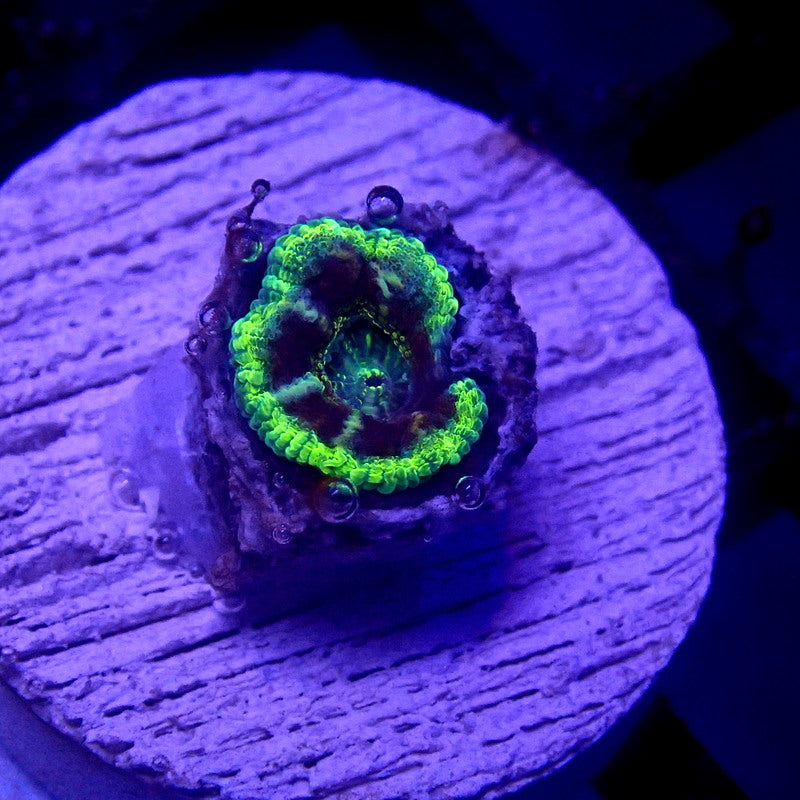 Asian Acan Single Head WYSIWYG Acan 1128
