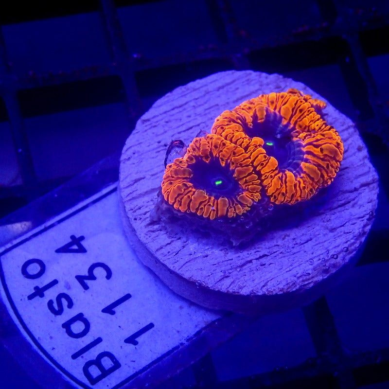 BLUE & Red Blastomussa WYSIWYG Blasto 1134