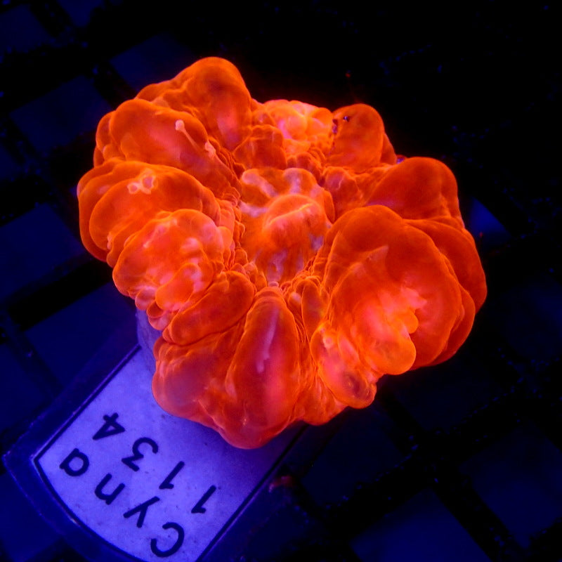 RED Cynarina WYSIWYG Cyna 1134