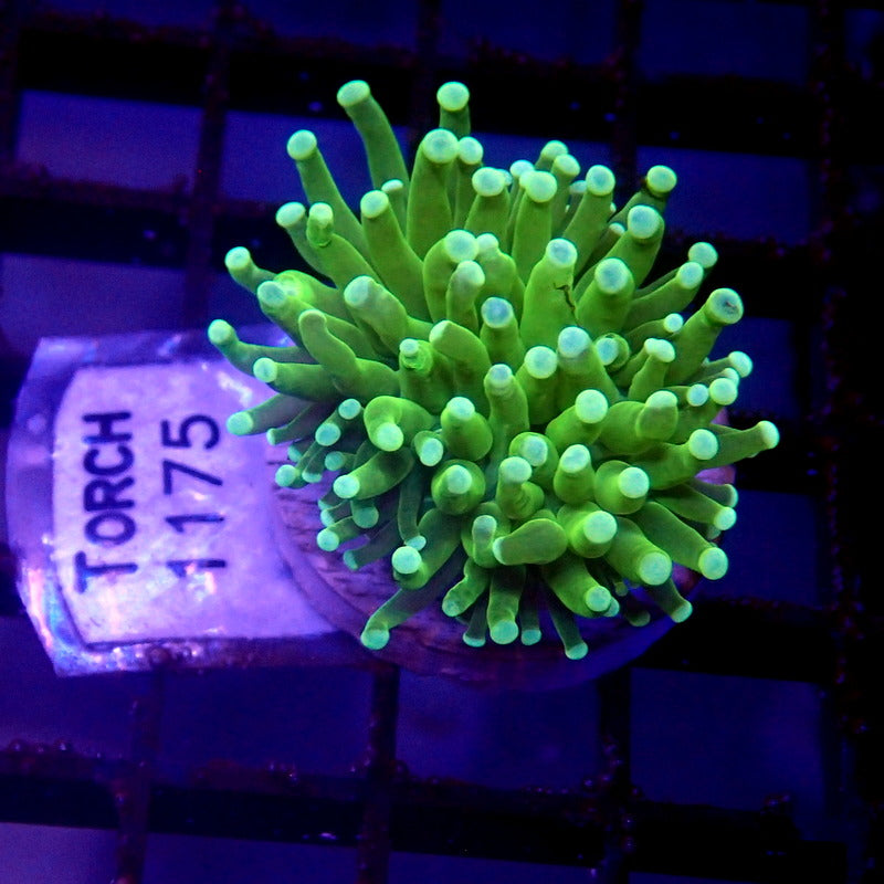 Neon Green Malaysian Torch Coral WYSIWYG Torch 1175