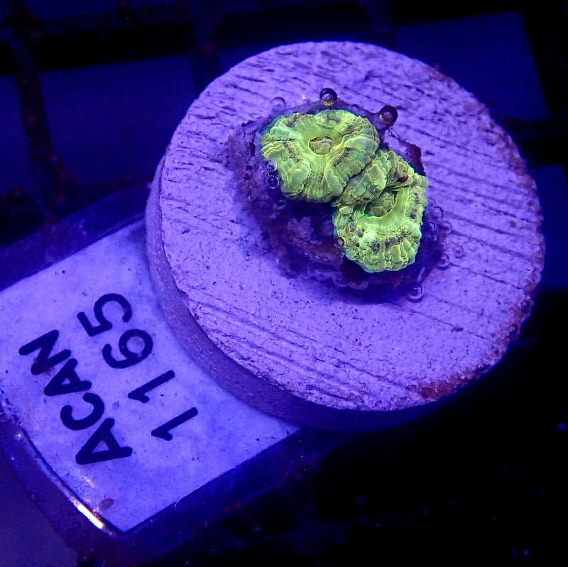 Gold Asian Acan Frag WYSIWYG Acan 1165
