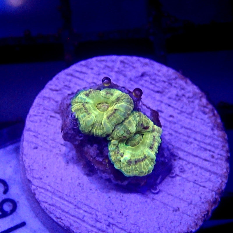 Gold Asian Acan Frag WYSIWYG Acan 1165