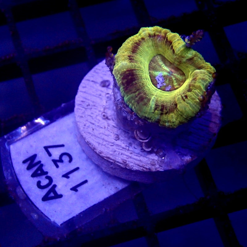 Gold Asian Acan Frag WYSIWYG Acan 1137