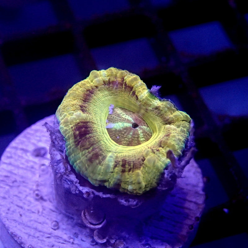 Gold Asian Acan Frag WYSIWYG Acan 1137