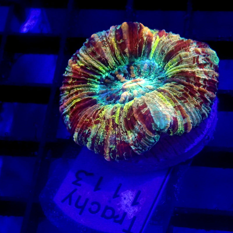 RAINBOW Trachy WYSIWYG Trachy 1113