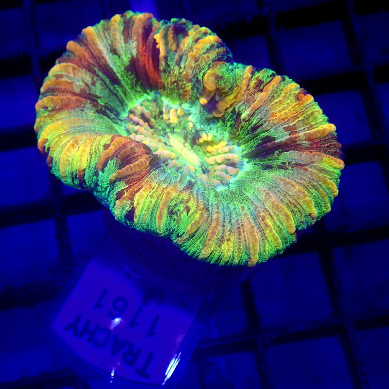RAINBOW Trachy Coral WYSIWYG Trachy 1161