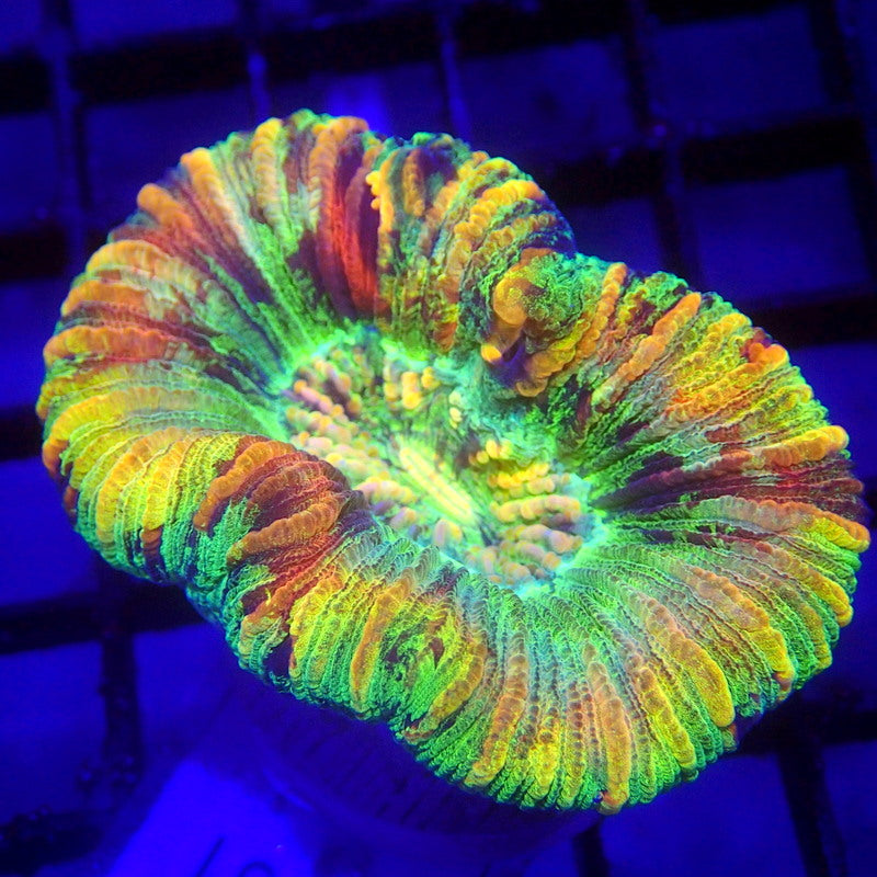 RAINBOW Trachy Coral WYSIWYG Trachy 1161