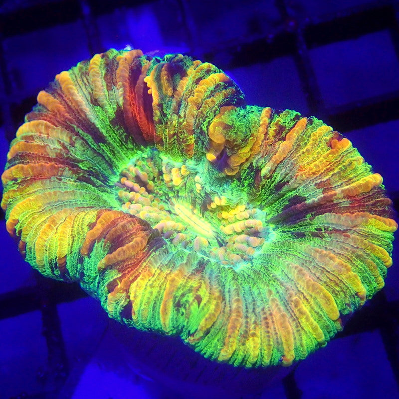 RAINBOW Trachy Coral WYSIWYG Trachy 1161