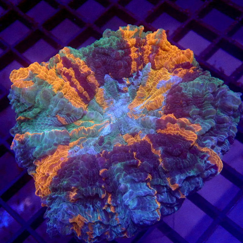 ULTRA Orange, Blue & Green Acanthophyllia 3" WYSIWYG H7098