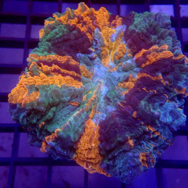 ULTRA Orange, Blue & Green Acanthophyllia 3" WYSIWYG H7098