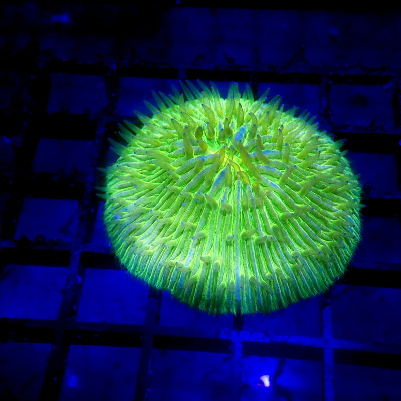 NEON Green Plate Coral WYSIWYG F7081