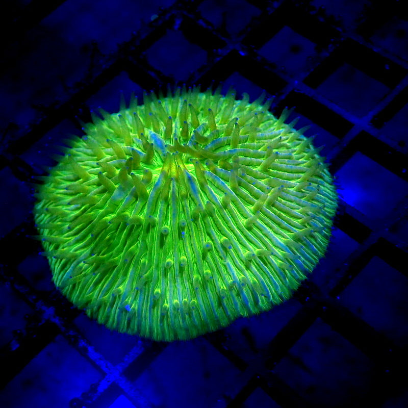 NEON Green Plate Coral WYSIWYG F7081