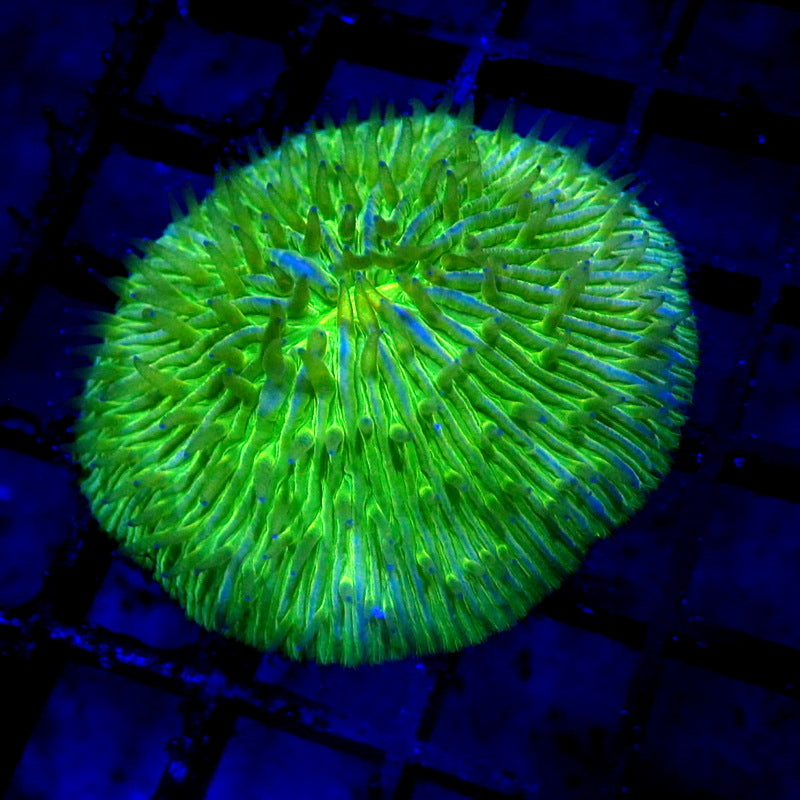 NEON Green Plate Coral WYSIWYG F7081