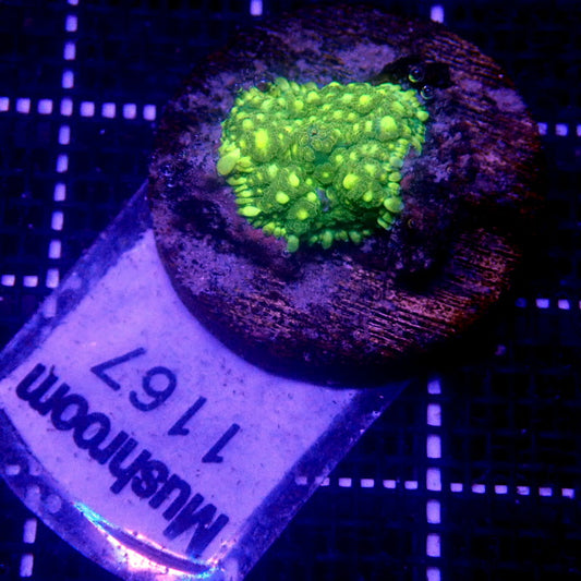 Unique Green Rhodactis Mushroom WYSIWYG Mushroom 1167