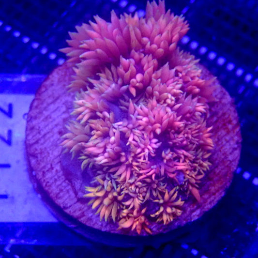 Rainbow Goniopora Coral WYSIWYG Goni 1122