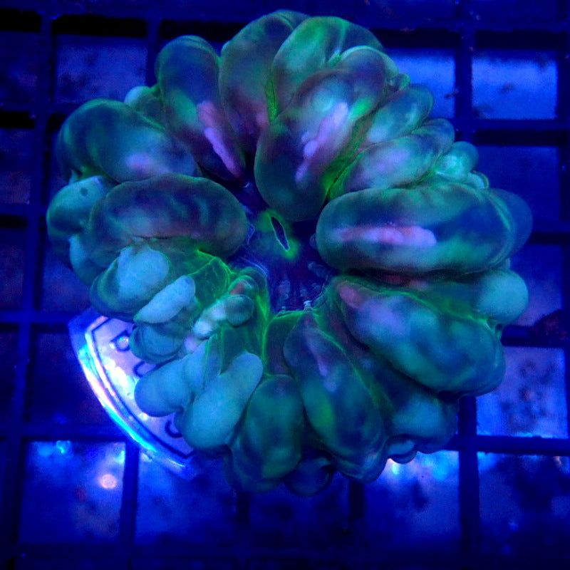 Green Cynarina Coral WYSIWYG Cyna 1134