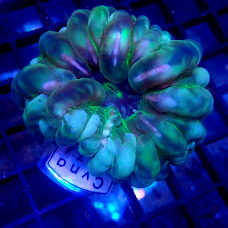 Green Cynarina Coral WYSIWYG Cyna 1134