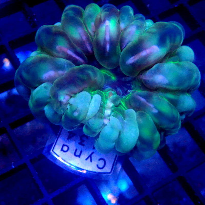 Green Cynarina Coral WYSIWYG Cyna 1134