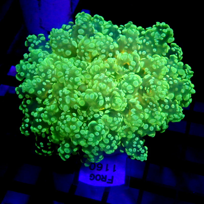 NEON Green Octospawn Yellow Mouth WYSIWYG Frog 1160