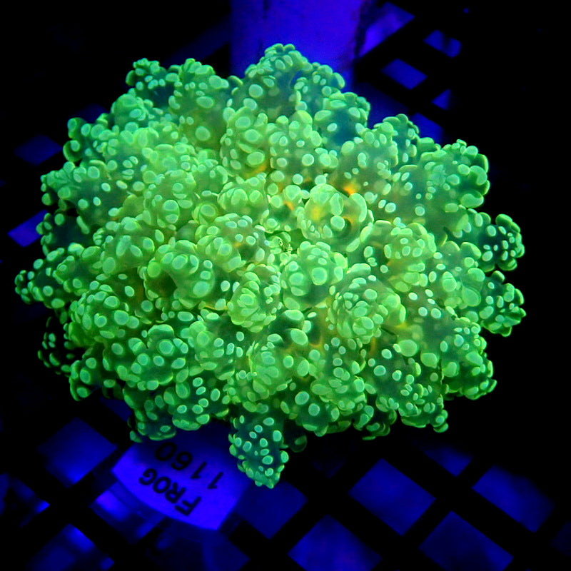 NEON Green Octospawn Yellow Mouth WYSIWYG Frog 1160