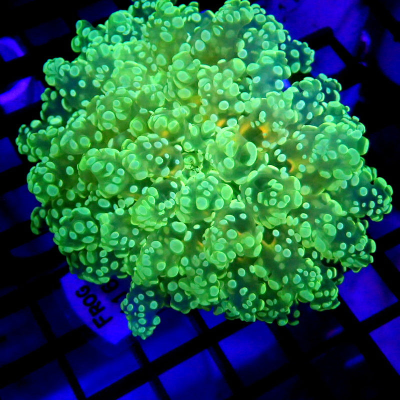 NEON Green Octospawn Yellow Mouth WYSIWYG Frog 1160