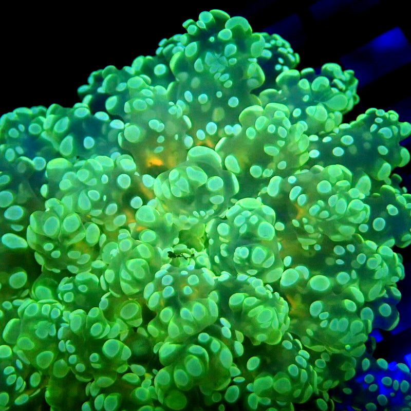 NEON Green Octospawn Yellow Mouth WYSIWYG Frog 1160