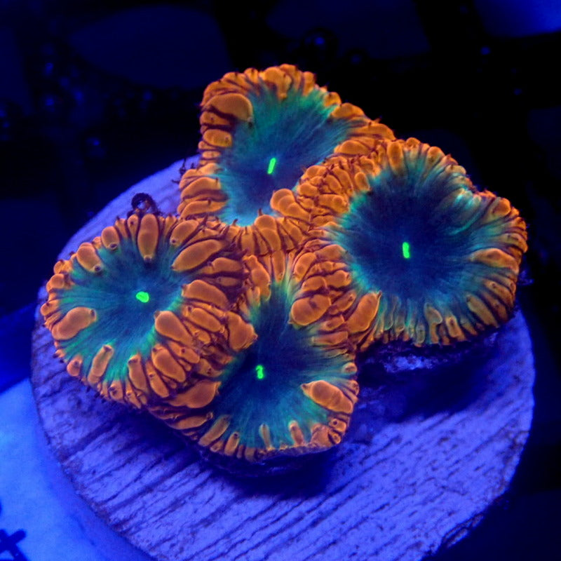 Blue and Red Blastomussa WYSIWYG Blasto 1140