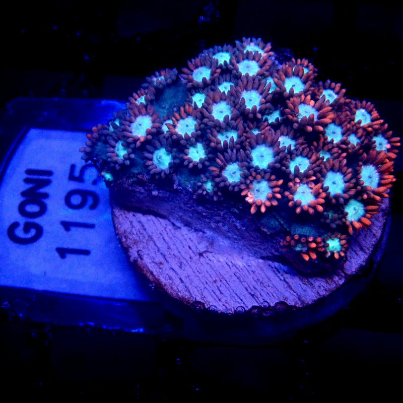 Pink Goniopora WYSIWYG Goni 1195