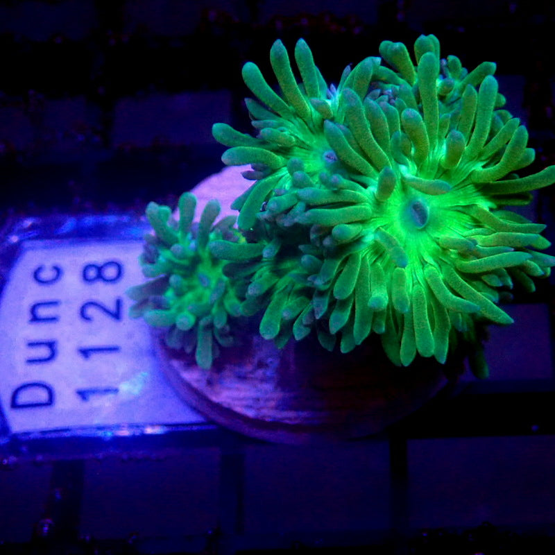 Neon Green Duncan Coral WYSIWYG Dunc 1128