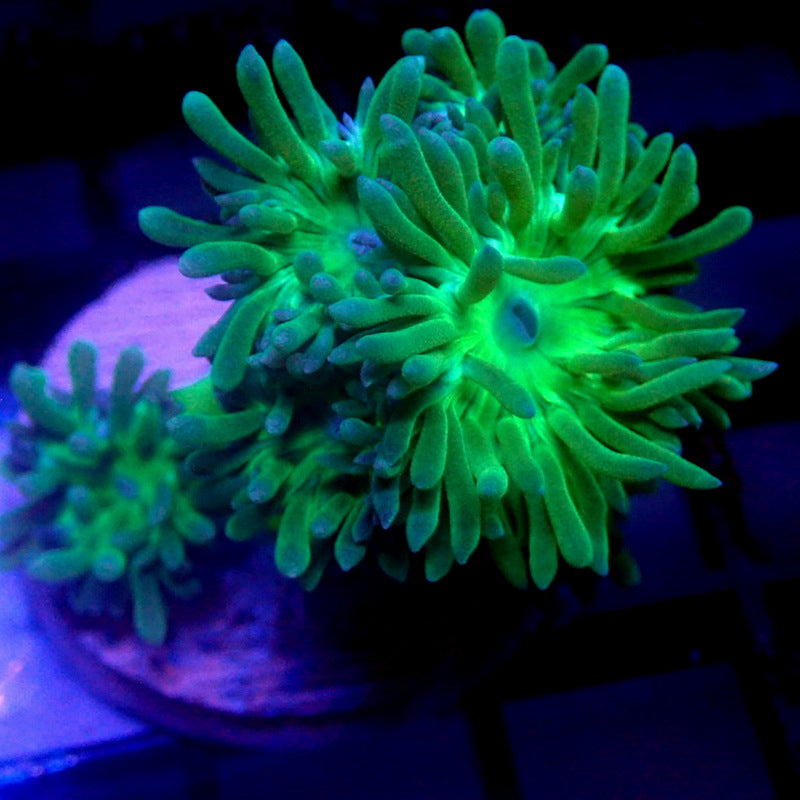 Neon Green Duncan Coral WYSIWYG Dunc 1128