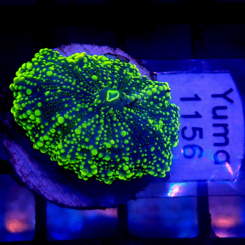 Neon Yellow Yuma Mushroom WYSIWYG Yuma 1156