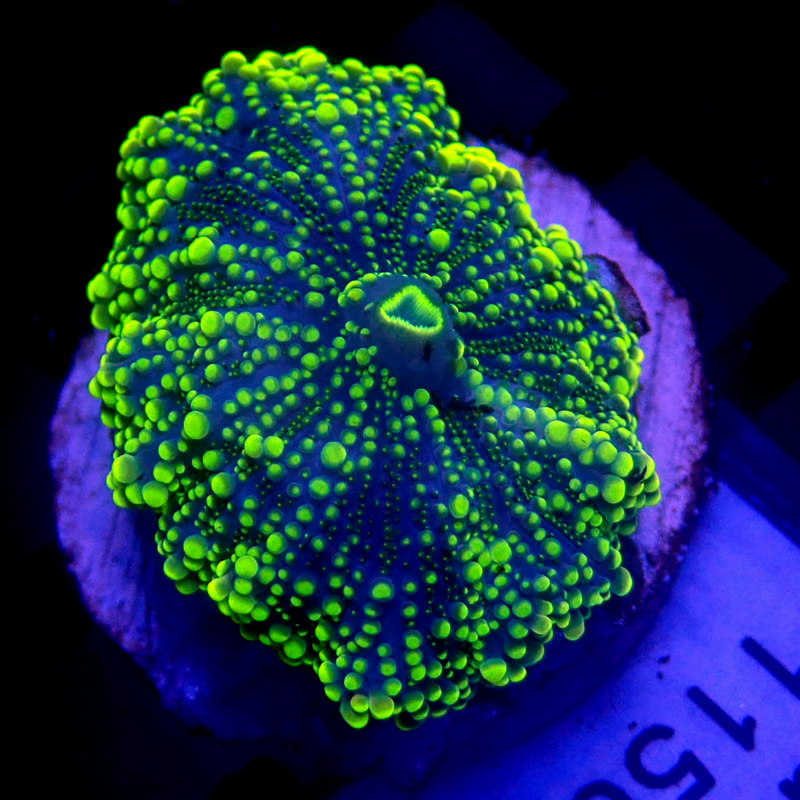 Neon Yellow Yuma Mushroom WYSIWYG Yuma 1156
