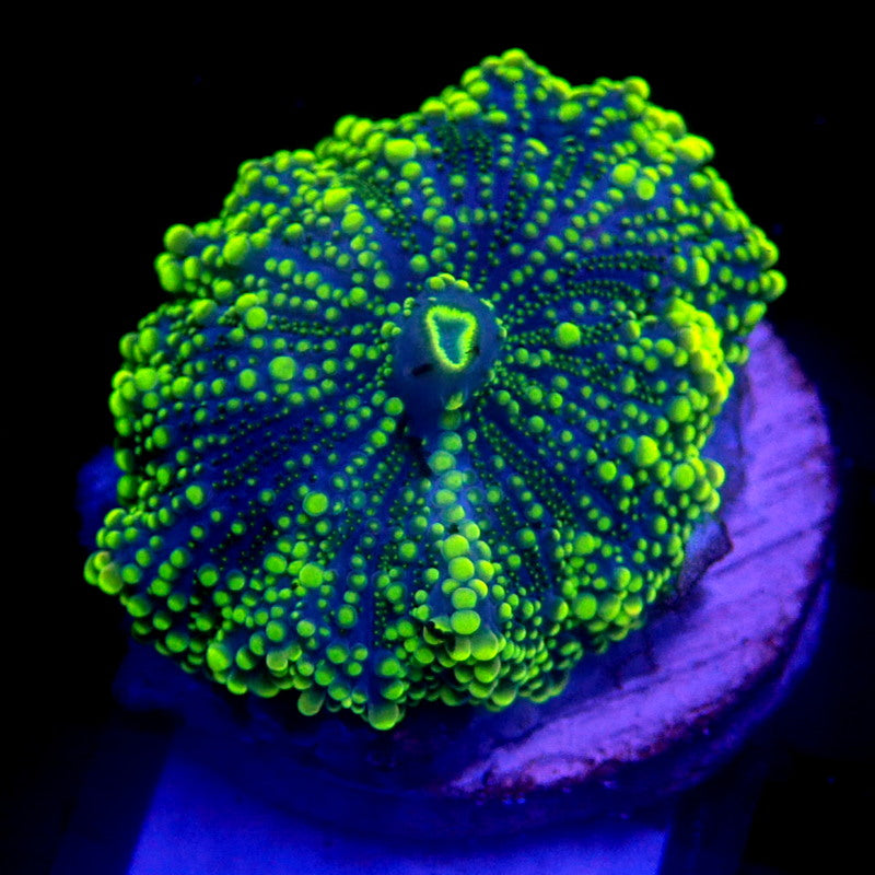 Neon Yellow Yuma Mushroom WYSIWYG Yuma 1156