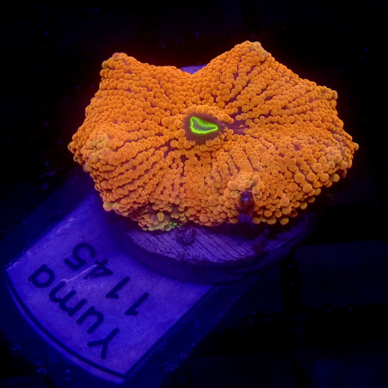 Large Neon Orange Yuma Mushroom WYSIWYG Yuma 1145