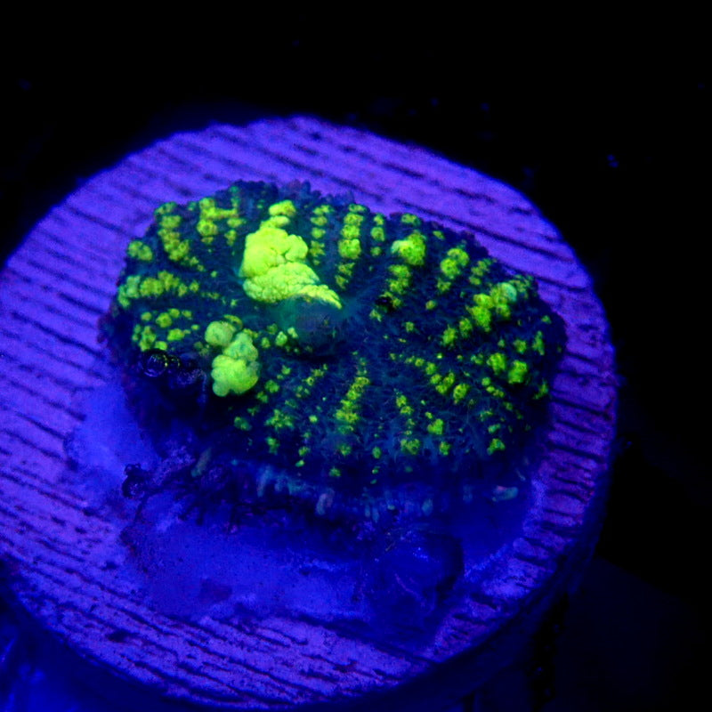 Uranium Bounce Mushroom WYSIWYG Mushroom 1103