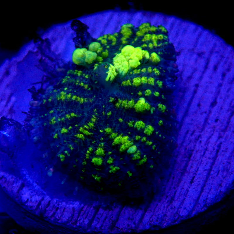 Uranium Bounce Mushroom WYSIWYG Mushroom 1103