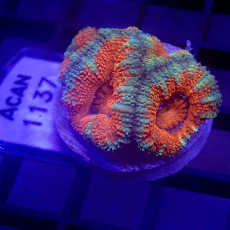 Orange Aussie Acan WYSIWYG Acan 1137