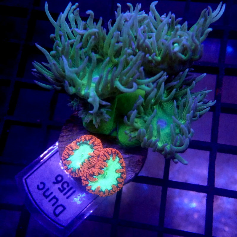 Neon Green Duncan & Blasto Combo Frag WYSIWYG Dunc 1156