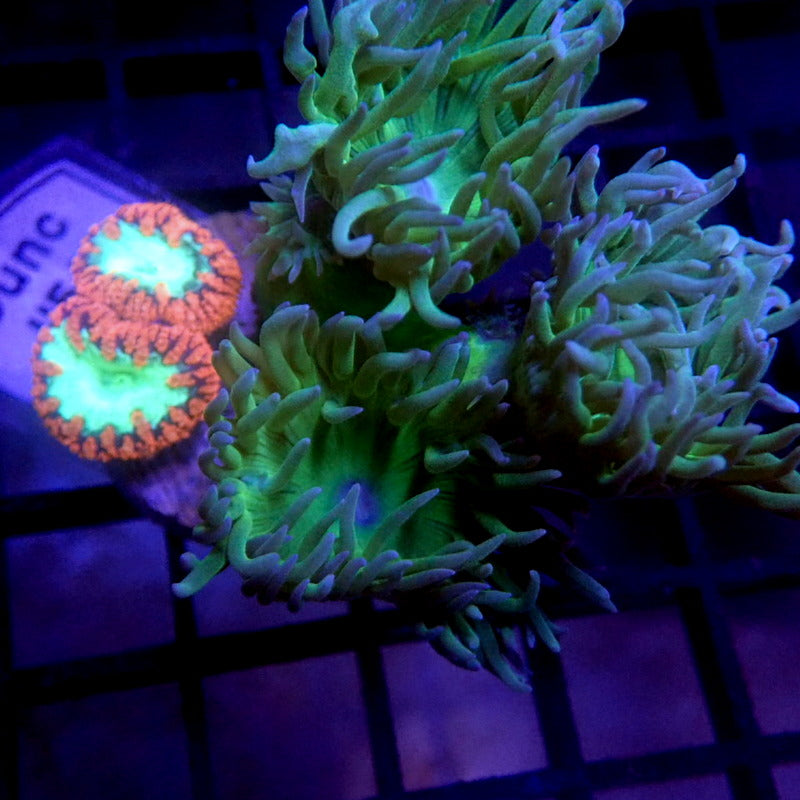 Neon Green Duncan & Blasto Combo Frag WYSIWYG Dunc 1156