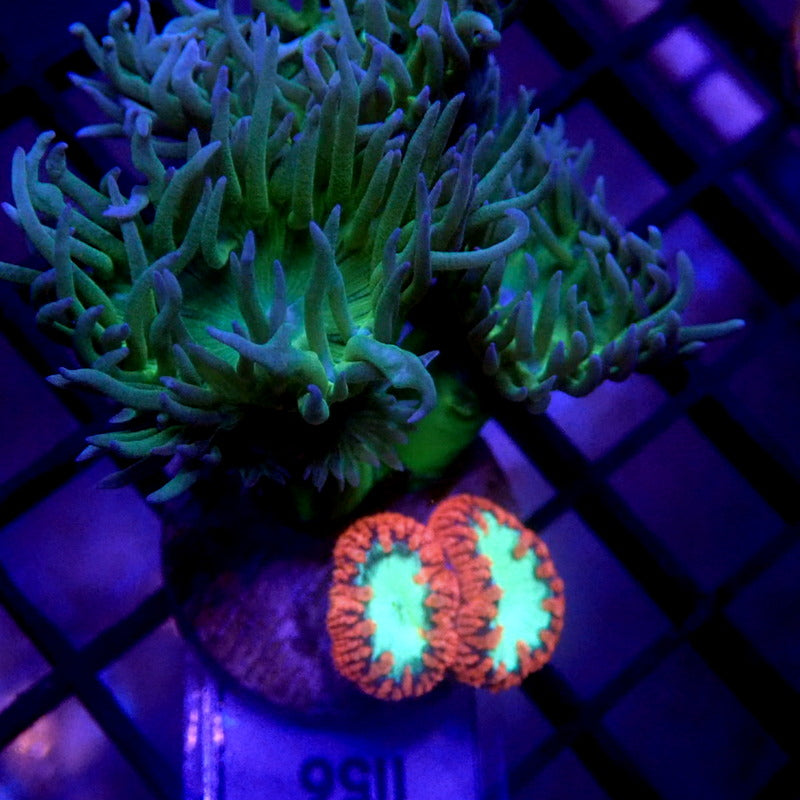 Neon Green Duncan & Blasto Combo Frag WYSIWYG Dunc 1156