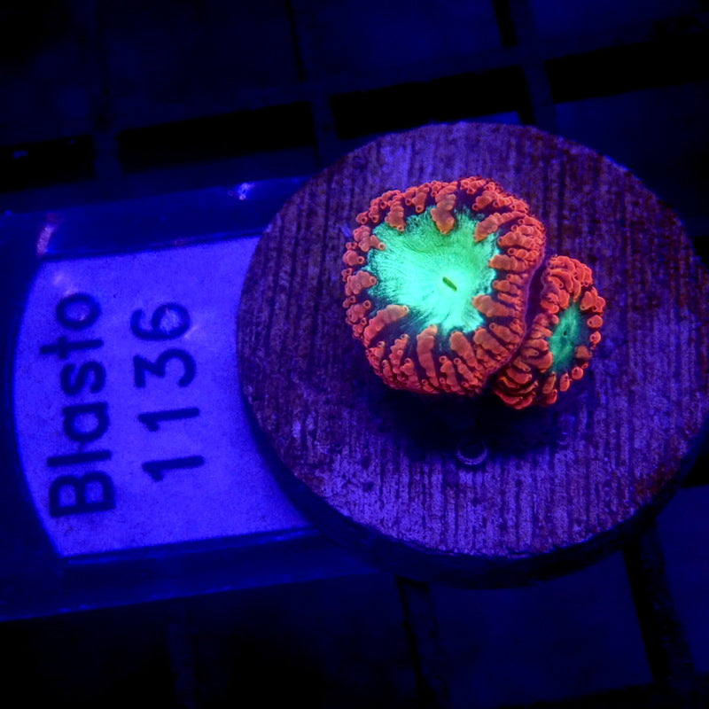 Red & Green Blastomussa Coral WYSIWYG Blasto 1136