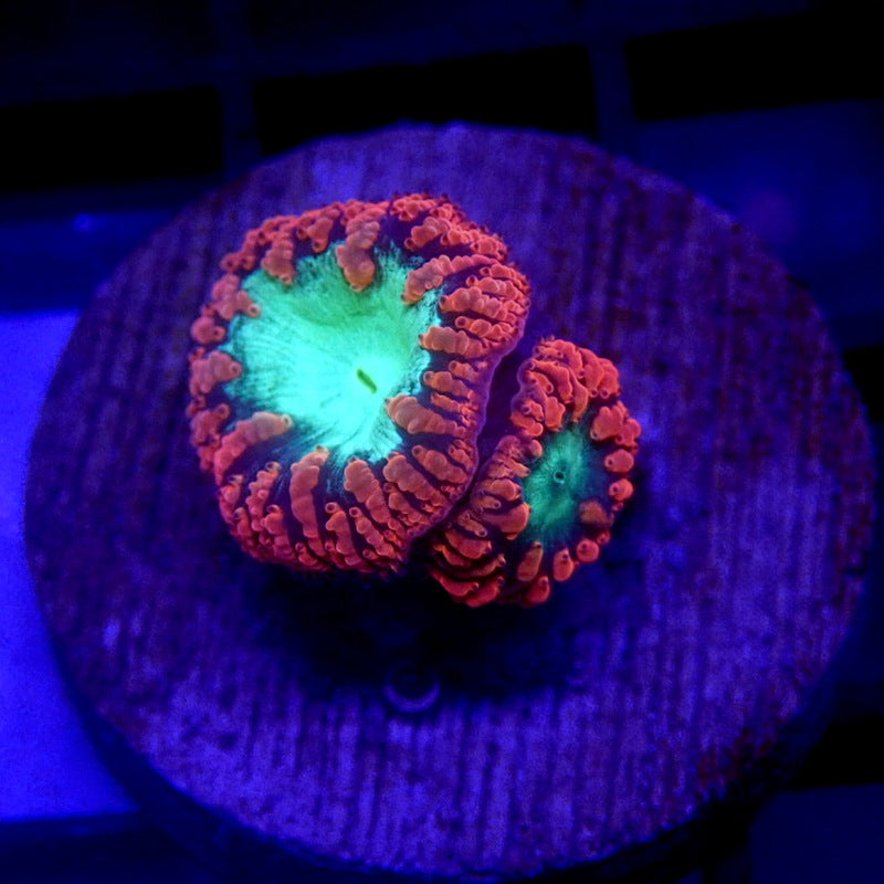 Red & Green Blastomussa Coral WYSIWYG Blasto 1136