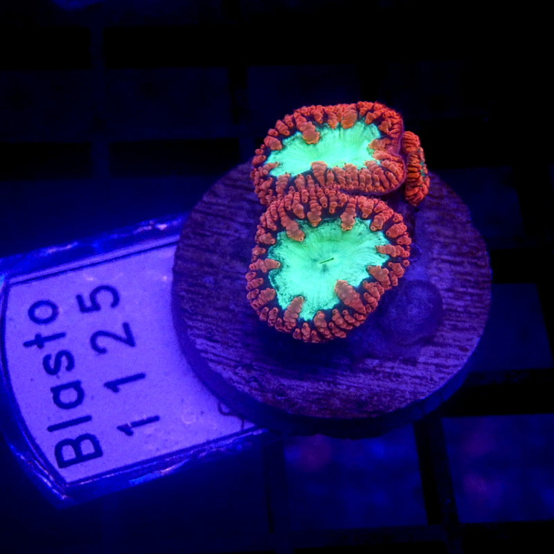 Red & Green Blastomussa WYSIWYG Blasto 1125